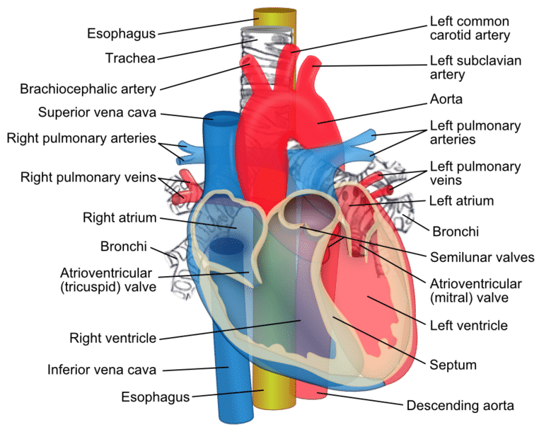 Cardiovascular anatomy diagram labeling the heart's chambers, valves, and major vessels