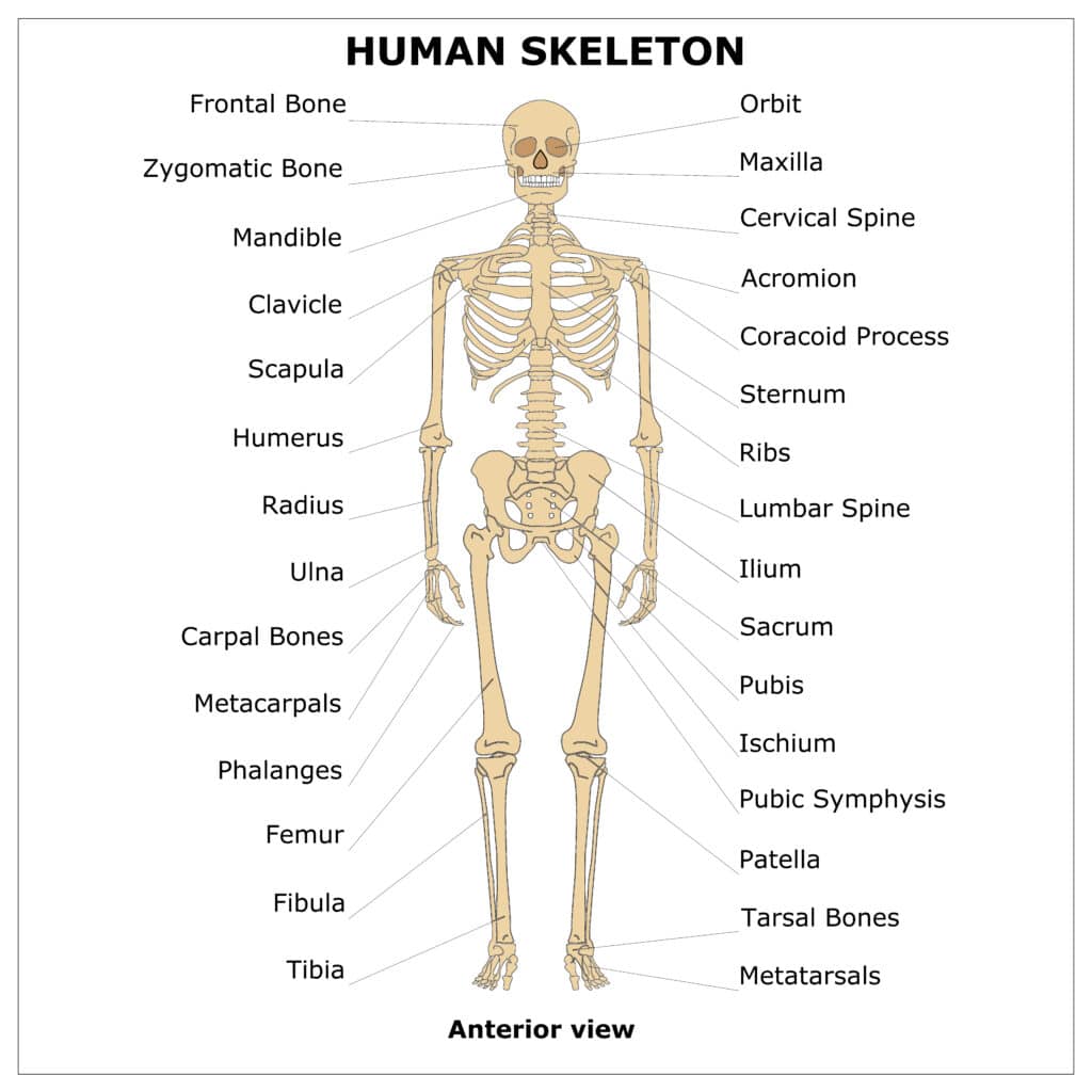 Human skeleton anterior view