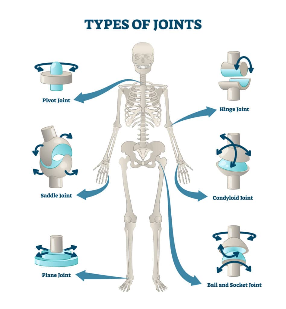 Diagram of major joint types in the human skeleton