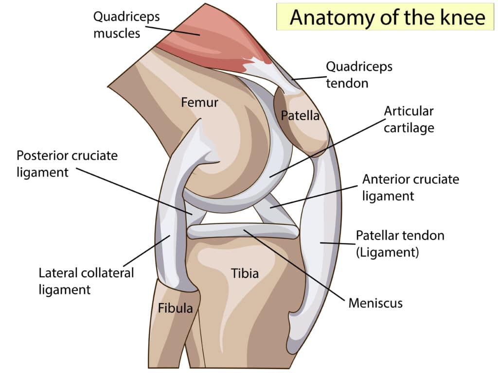 Human knee joint anatomy — muscles, tendons, and ligaments