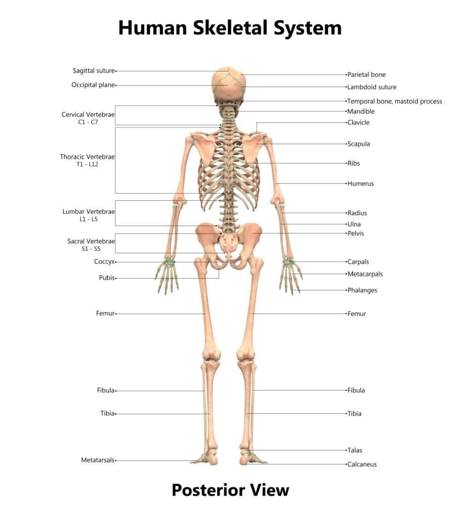 Human skeleton posterior view