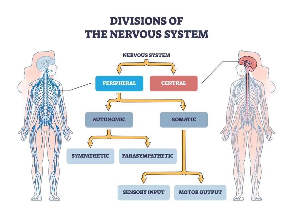 Overview of the central and peripheral nervous system