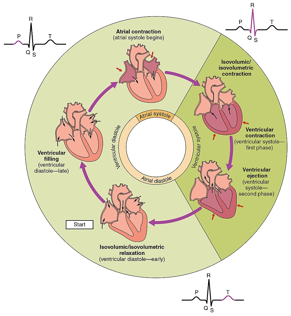 2027 Phases of the Cardiac Cycle