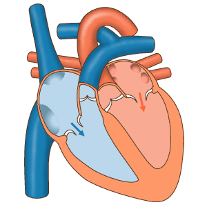 Animated cardiac cycle — heart contracting during systole and relaxing during diastole