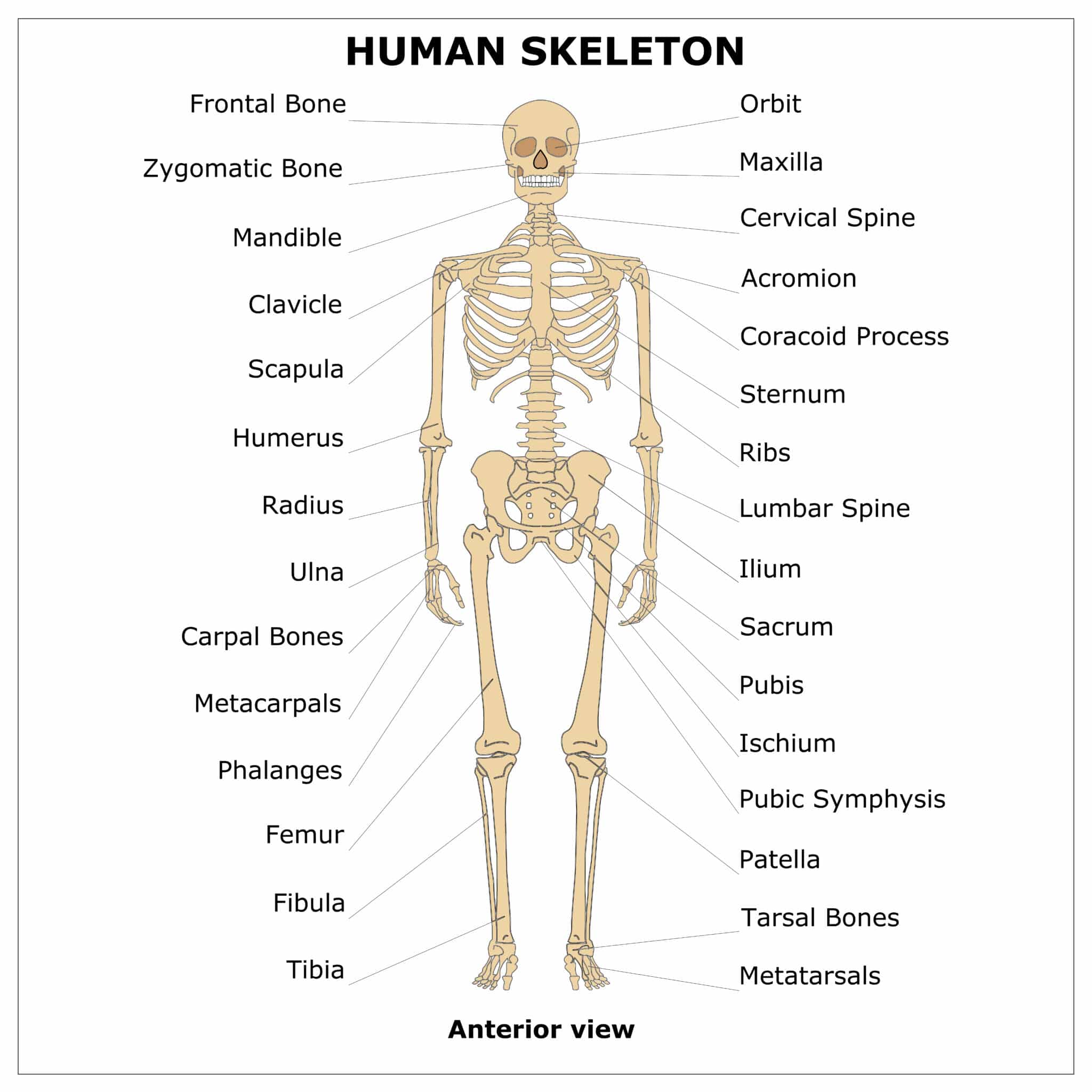 Introduction to Key Musculoskeletal Concepts for EMTs - EMT Training ...